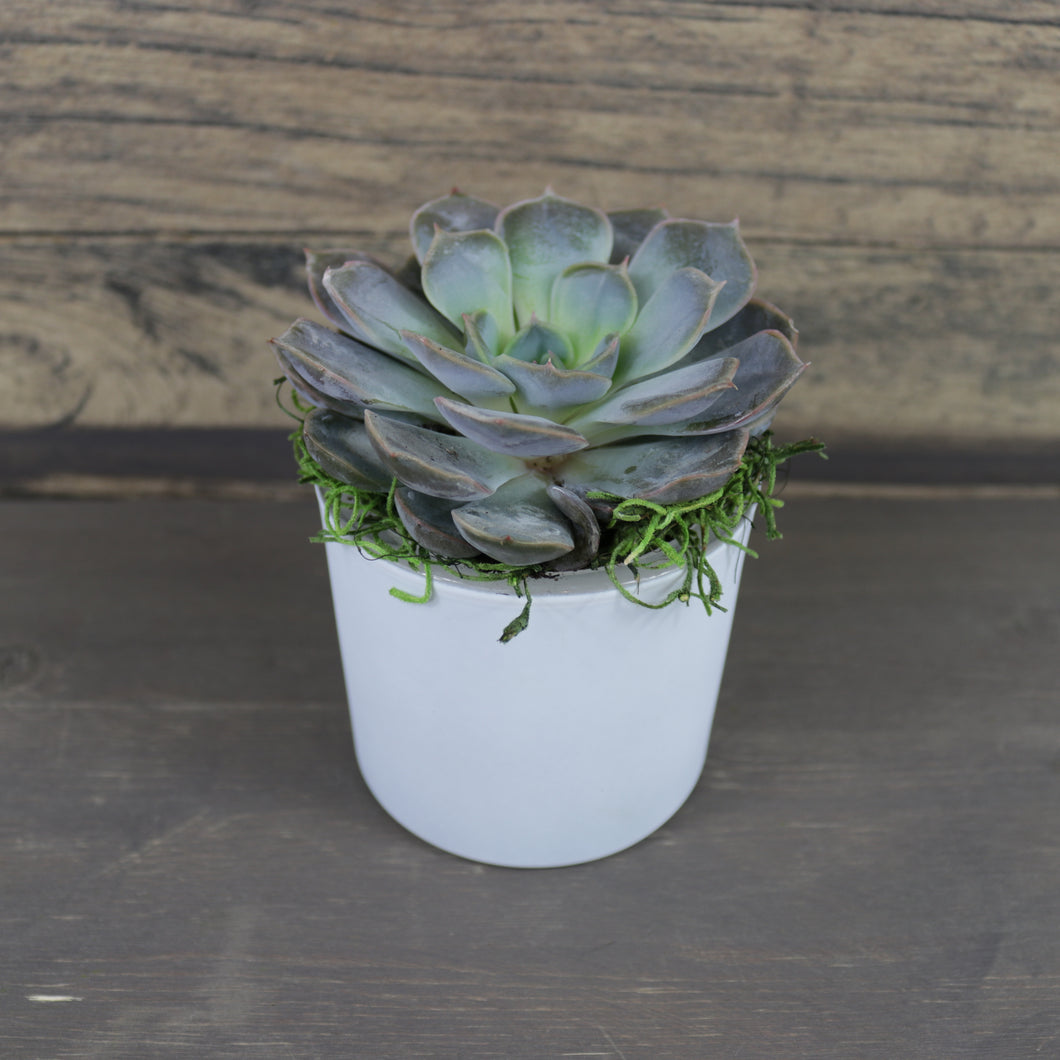 Planted Succulent in White Vase